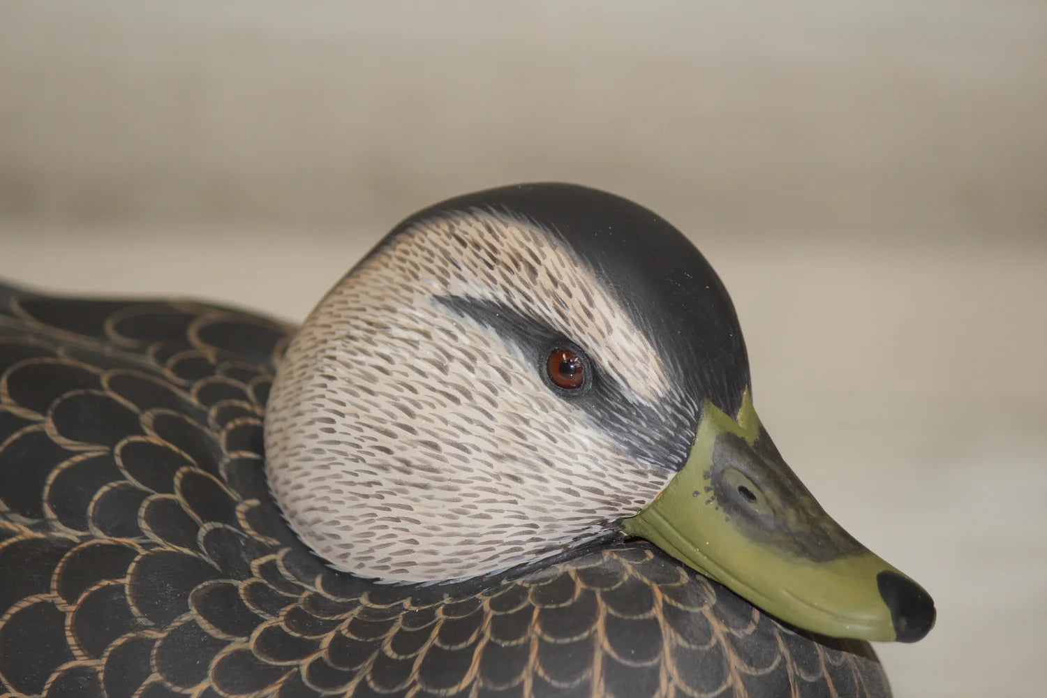Black Ducks
