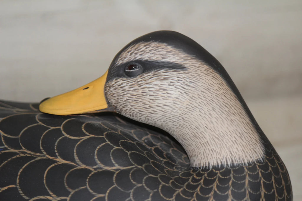 Black Ducks