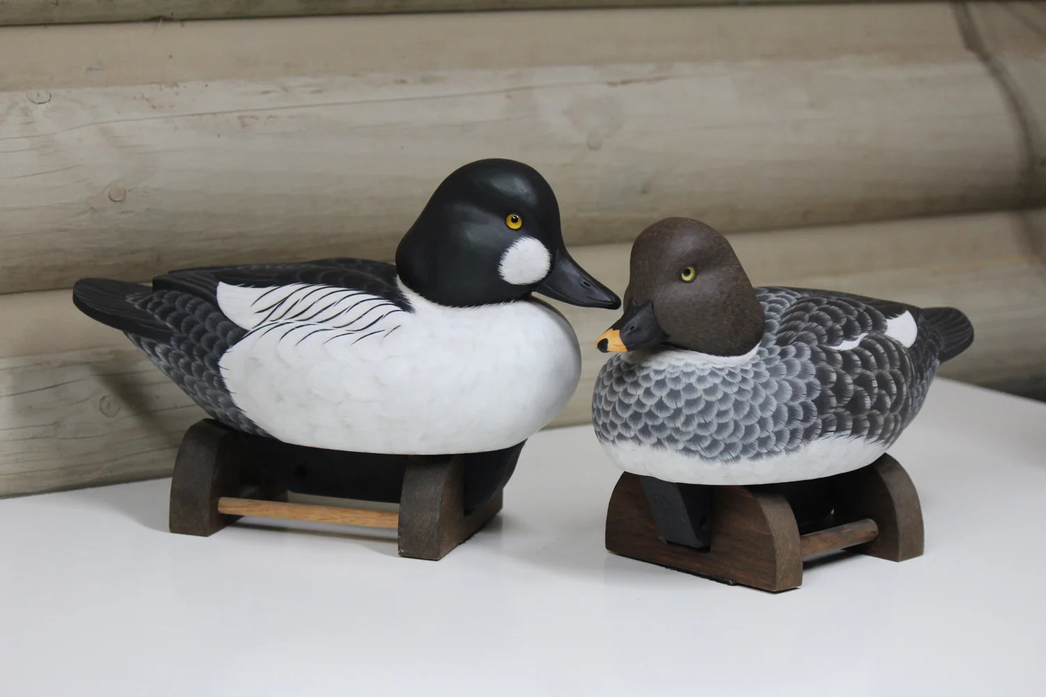 Common Goldeneyes