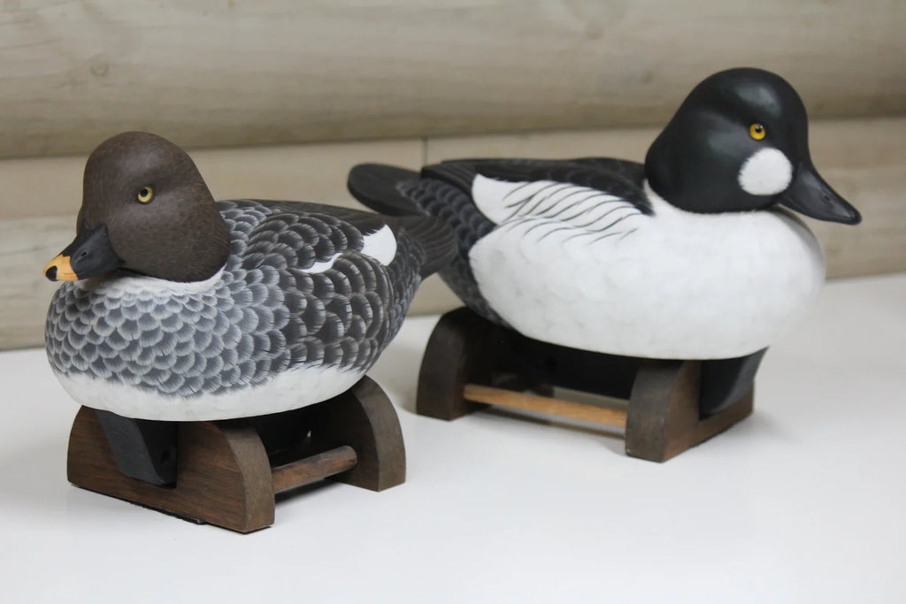 Common Goldeneyes