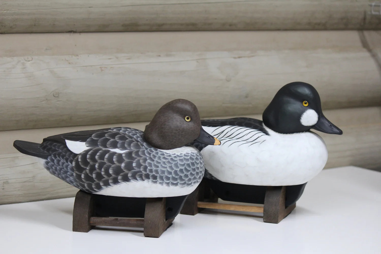 Common Goldeneyes