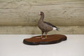 Specklebelly Goose