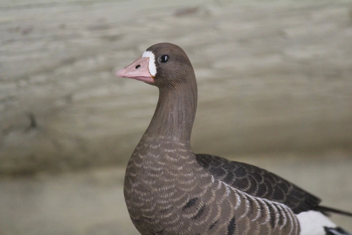 Specklebelly Goose