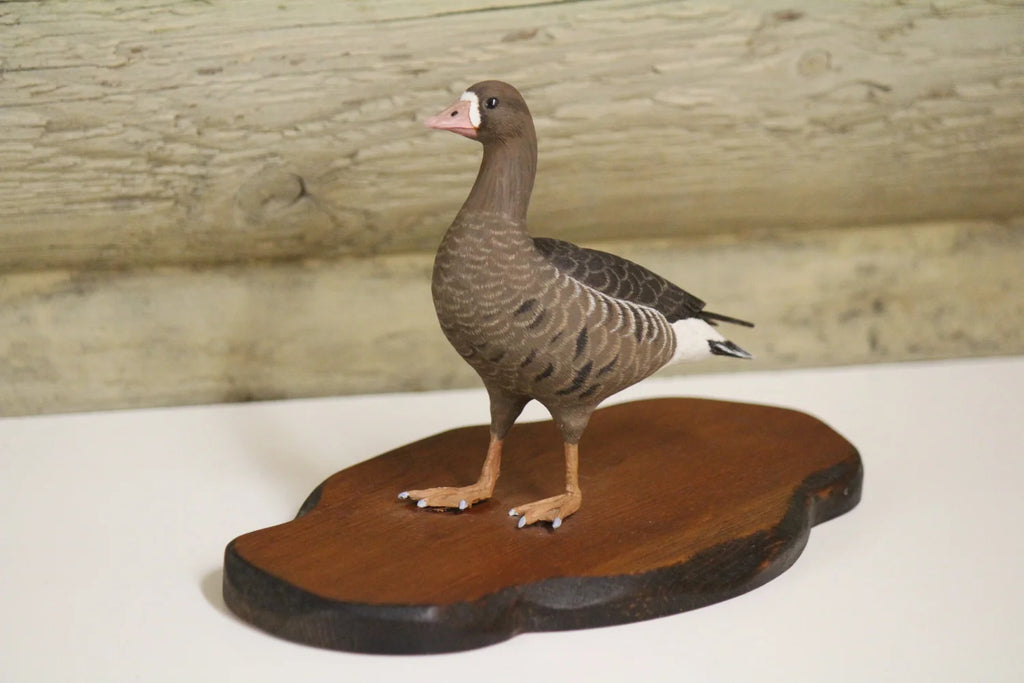 Specklebelly Goose