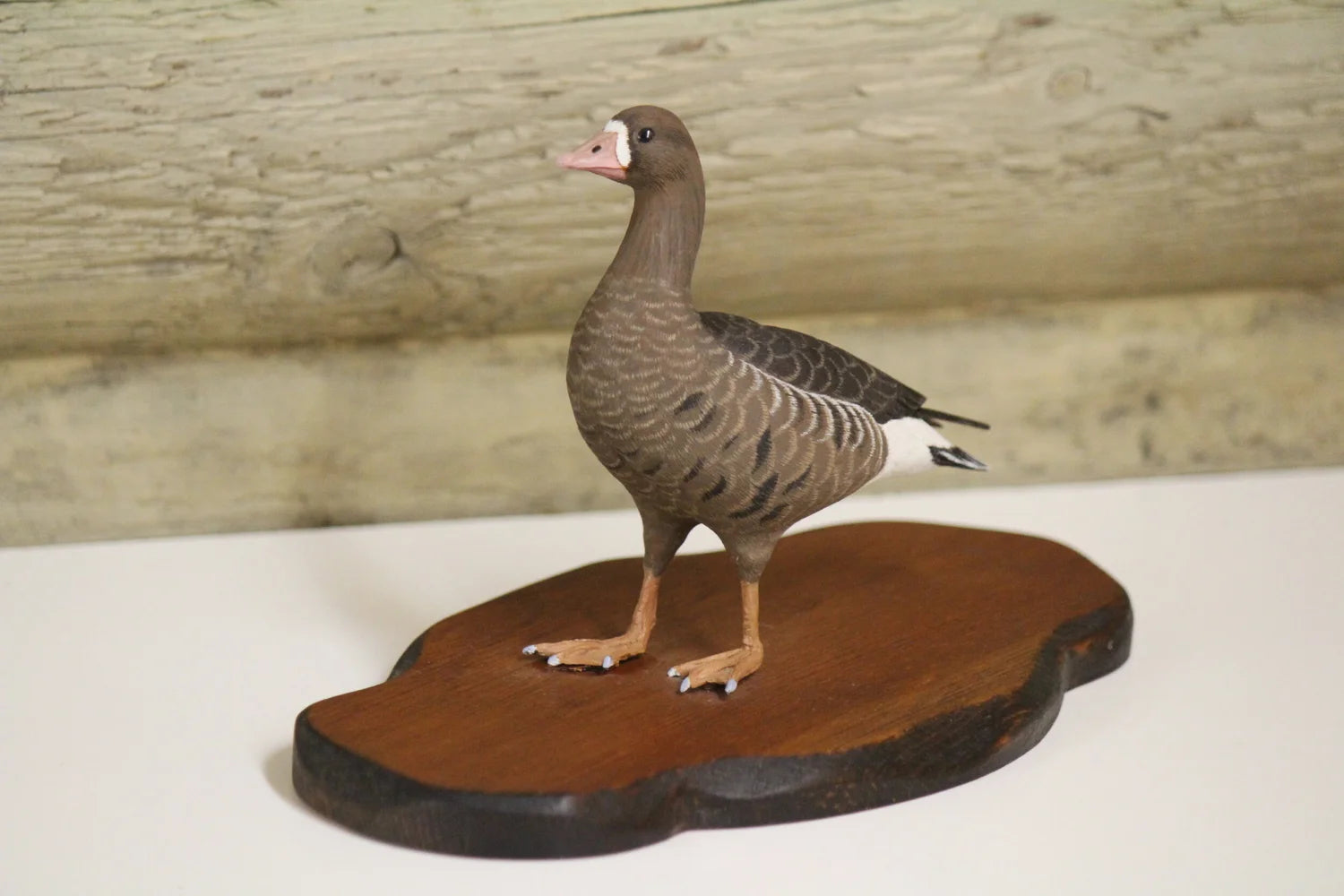 Specklebelly Goose