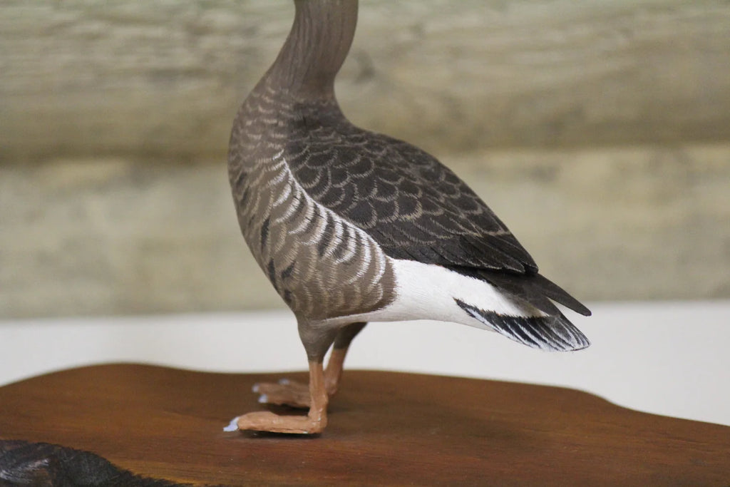 Specklebelly Goose