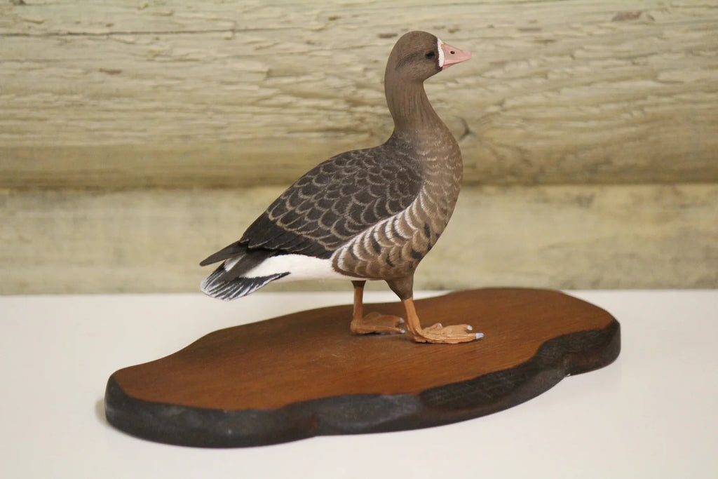 Specklebelly Goose