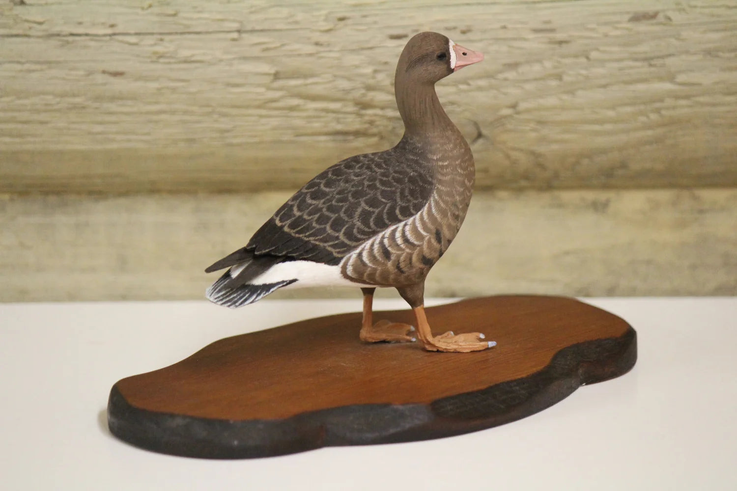 Specklebelly Goose