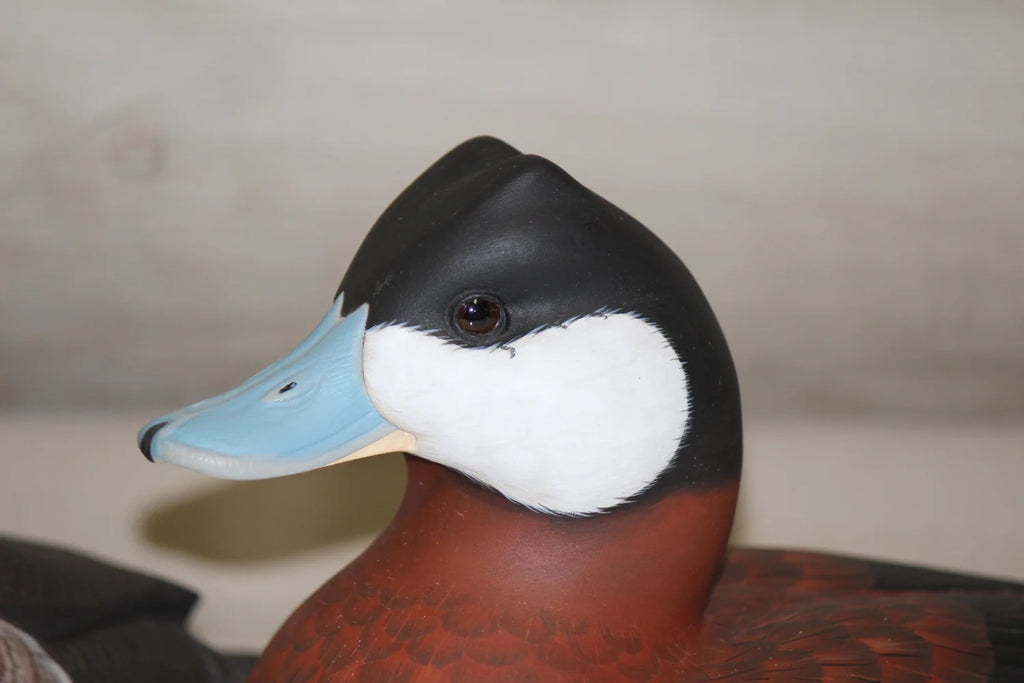 Ruddy Ducks