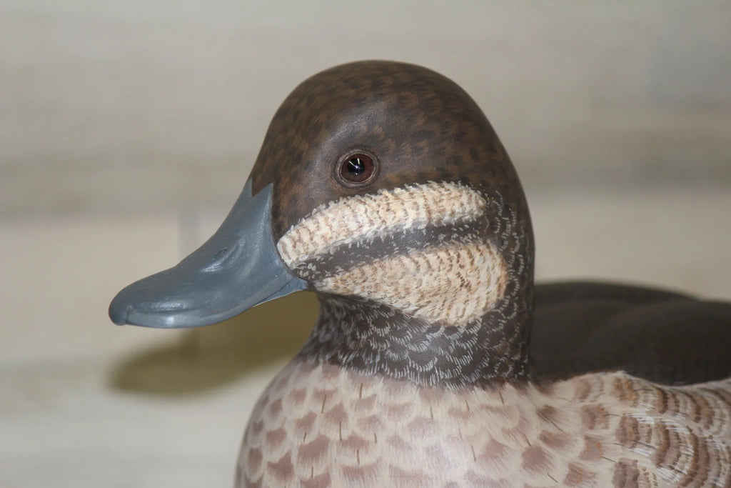 Ruddy Ducks
