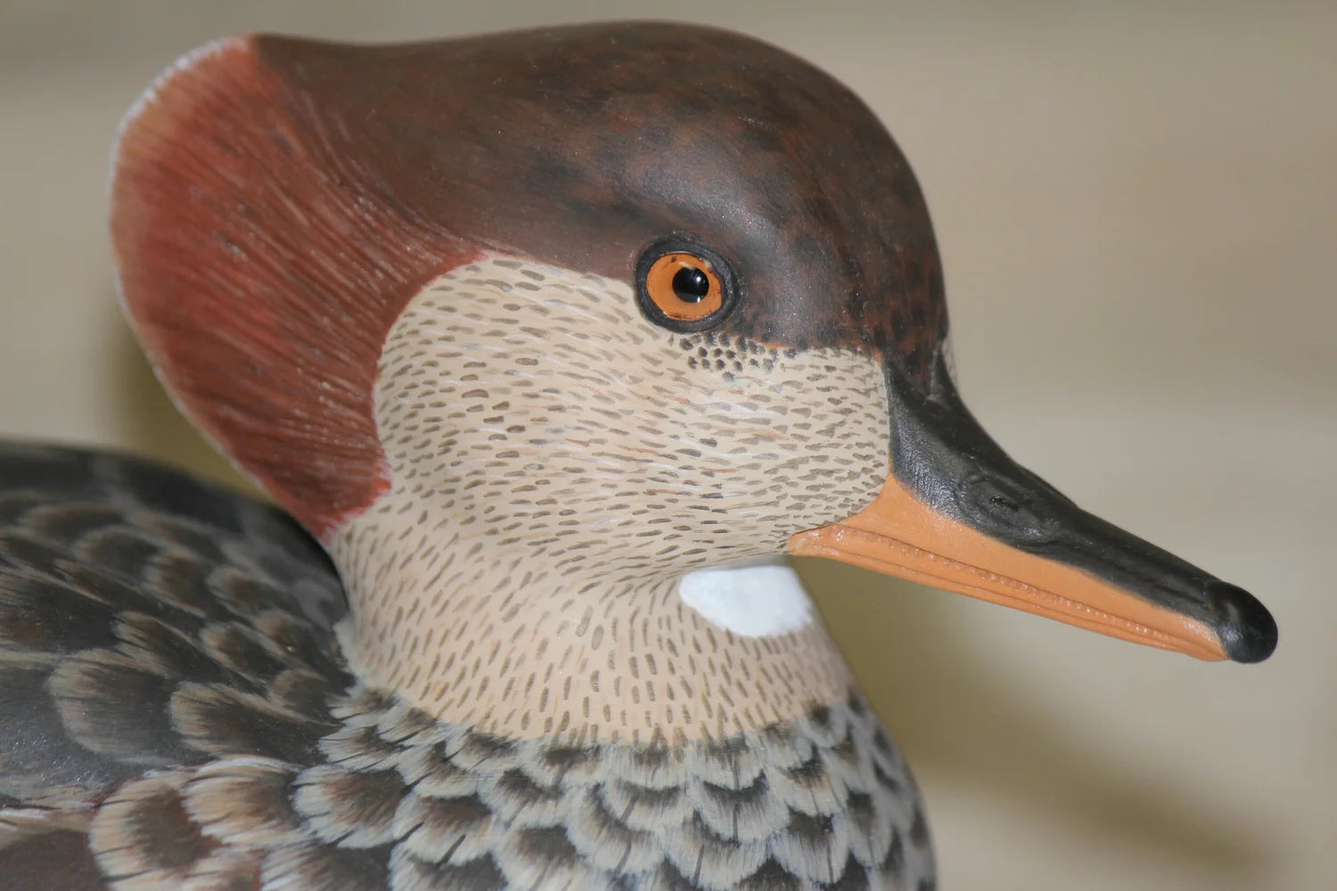 Hooded Mergansers