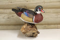 Wood-duck Drake