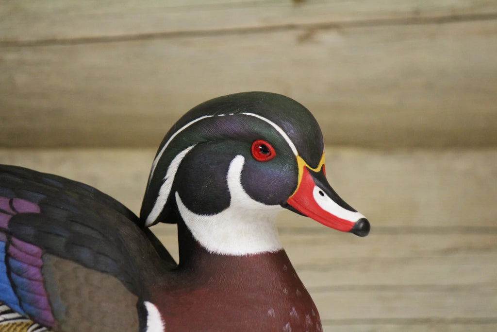 Wood-duck Drake