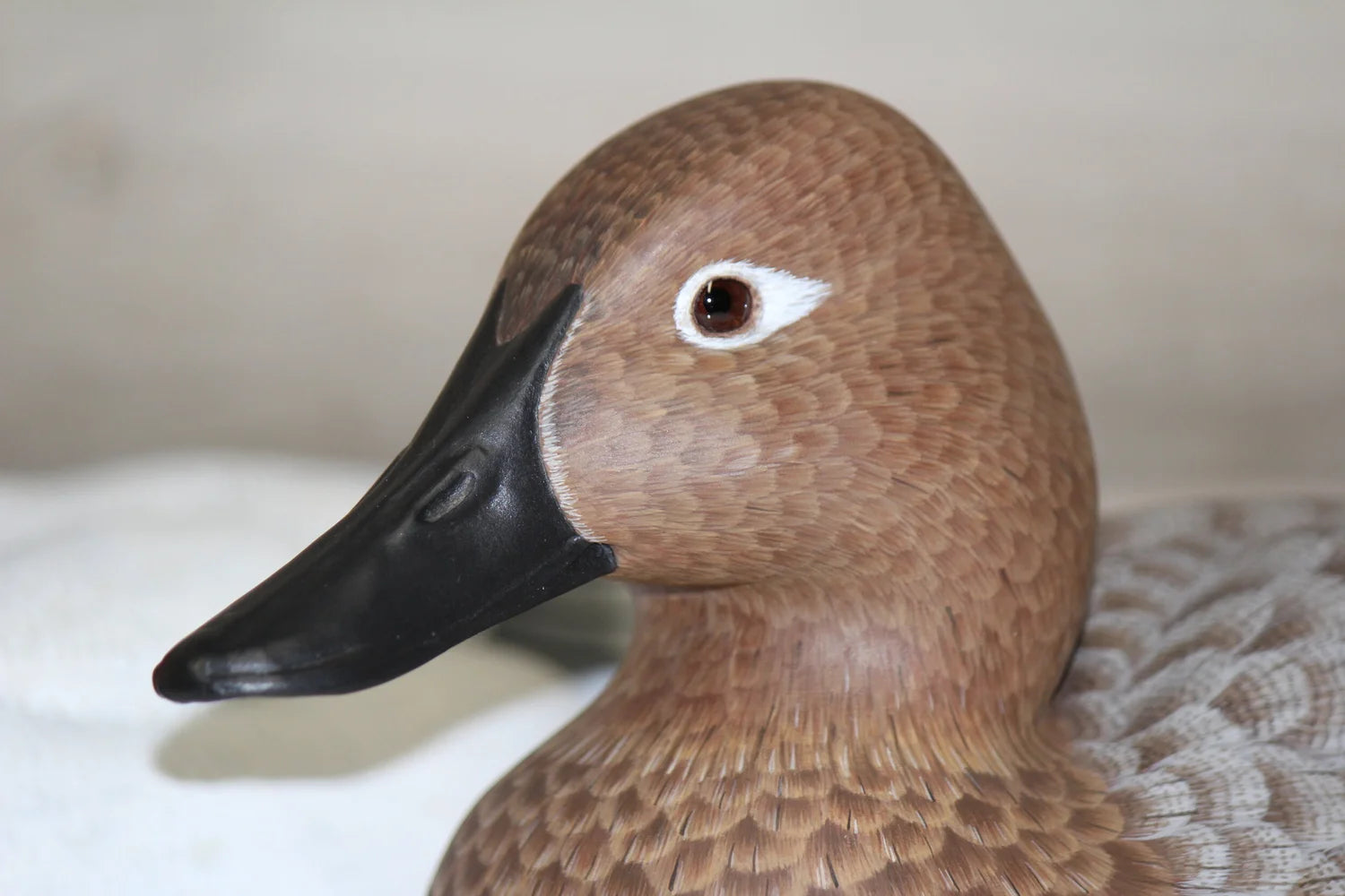 Canvasbacks
