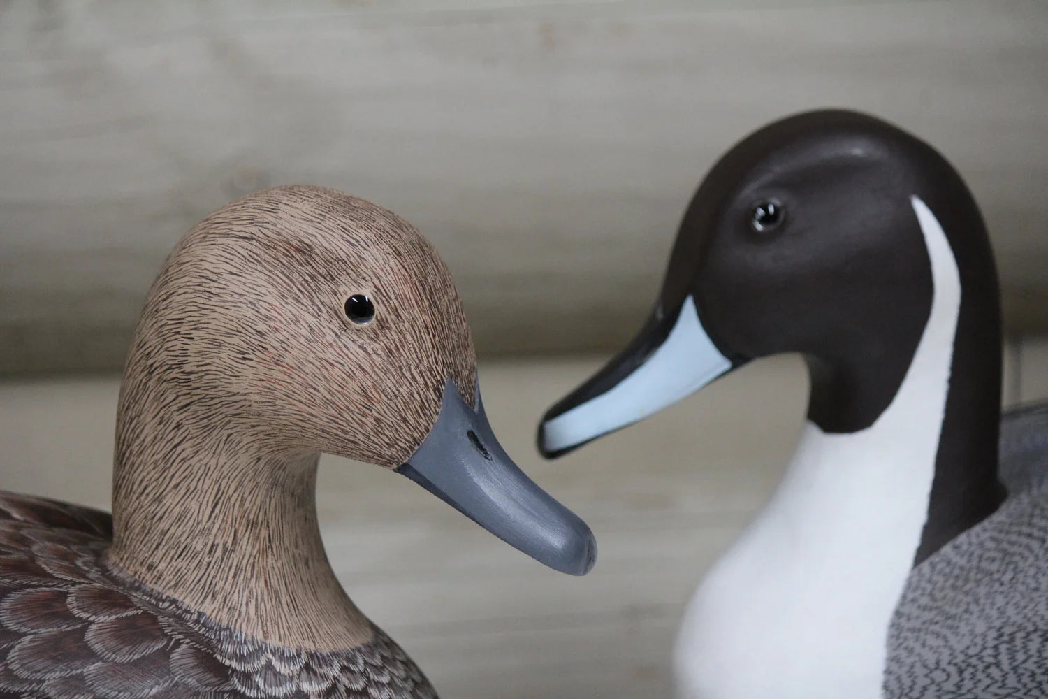 Pintails