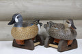 Blue-winged Teals