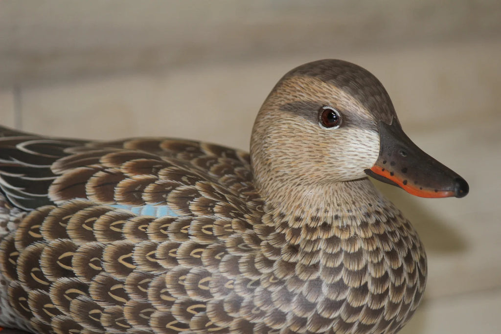 Blue-winged Teals