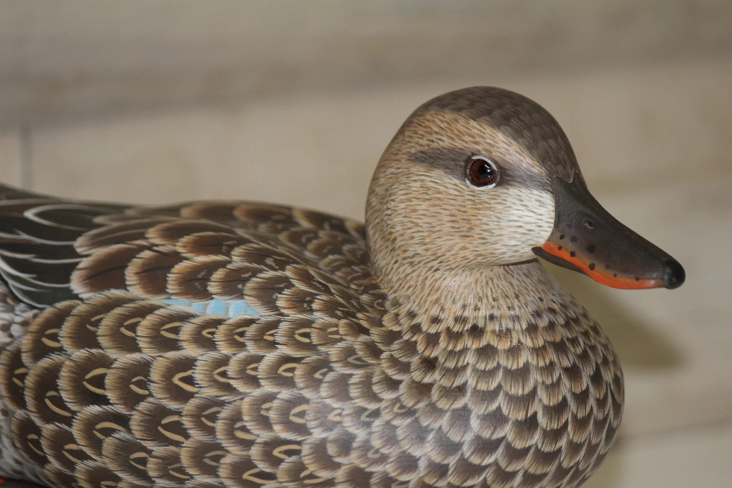 Blue-winged Teals