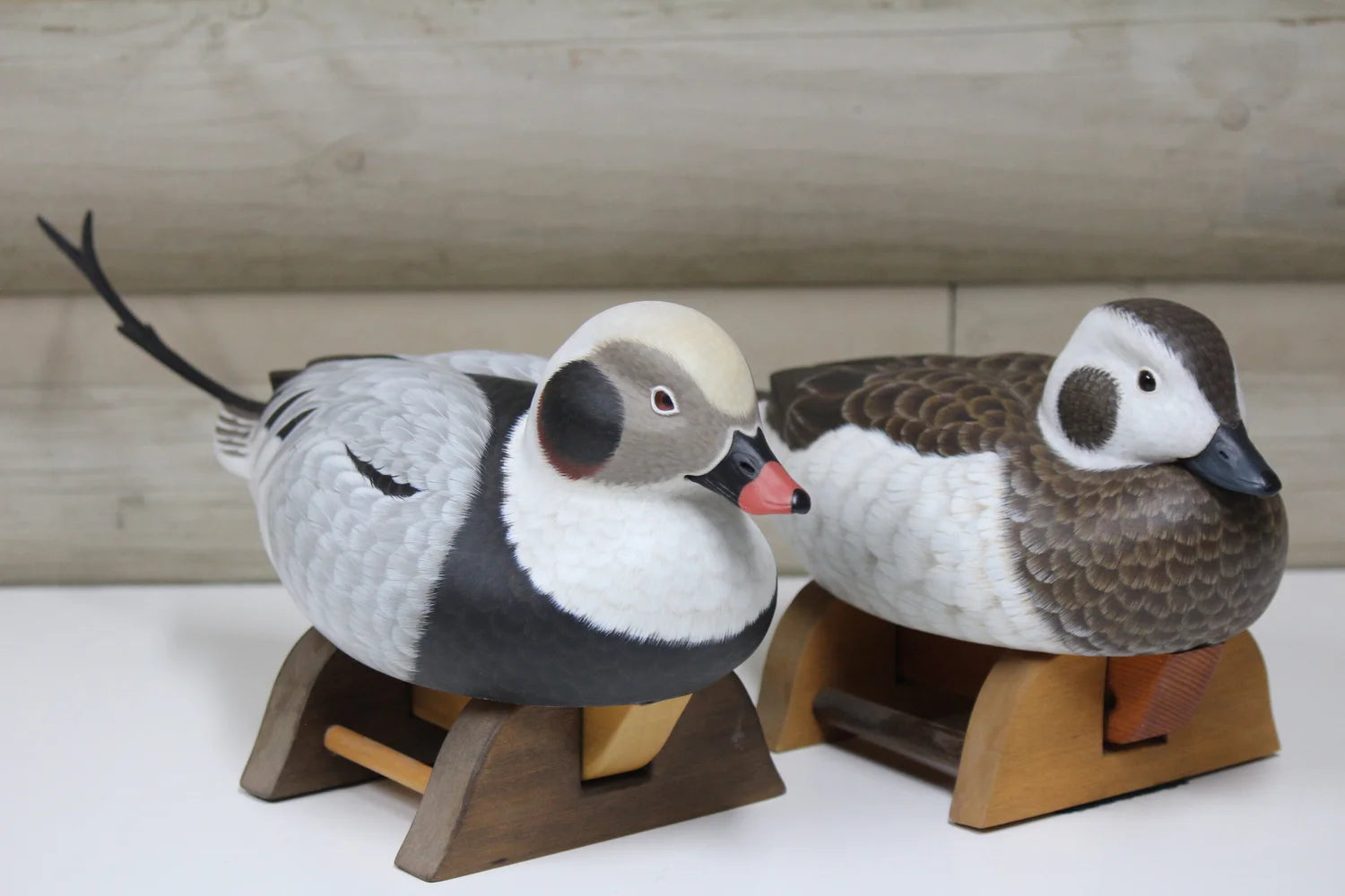 Long-tailed ducks