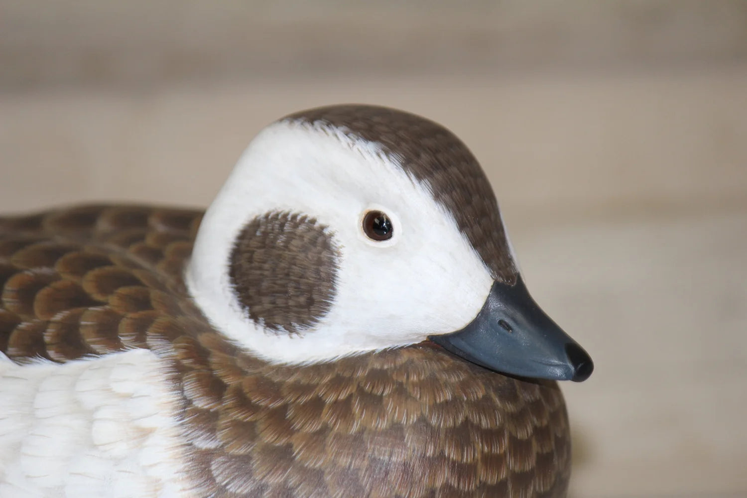 Long-tailed ducks