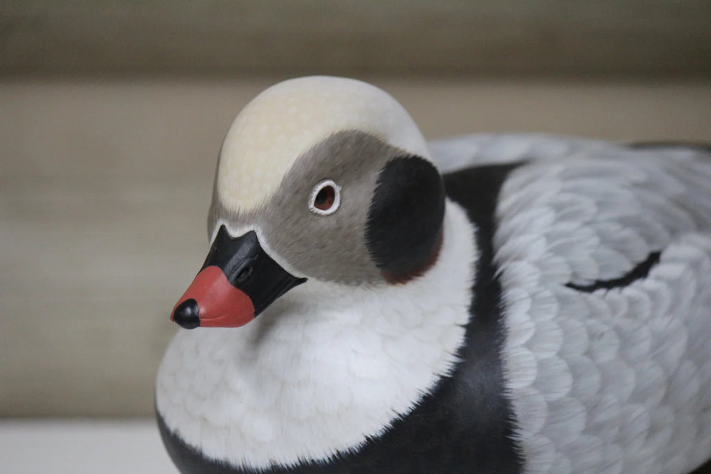 Long-tailed ducks