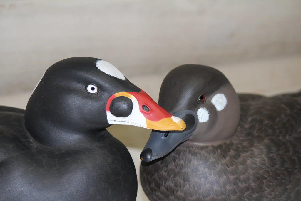 Surfs scoters