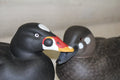 Surfs scoters