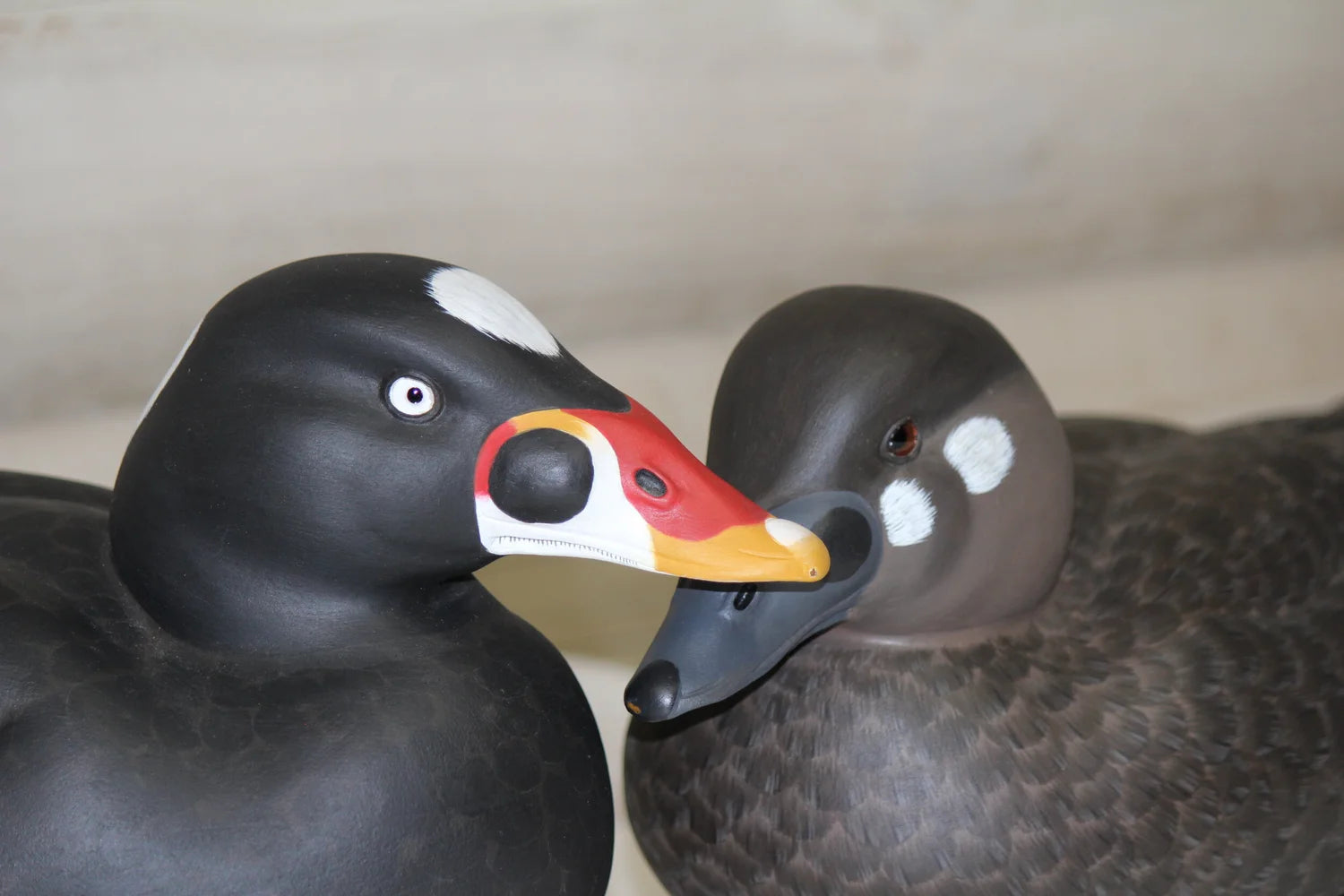 Surfs scoters