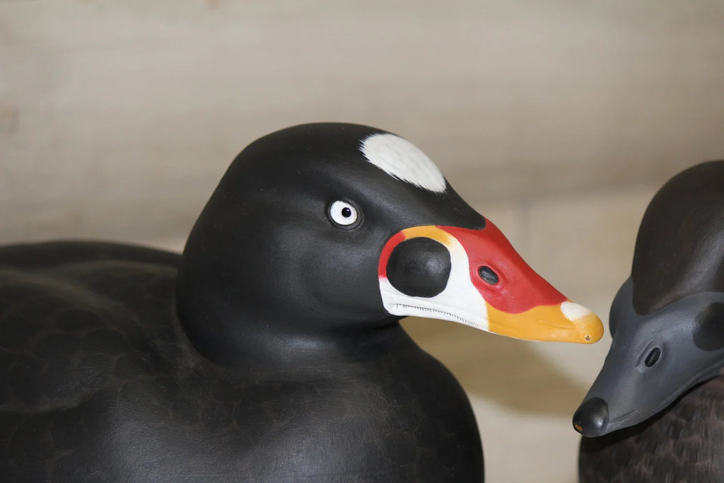 Surfs scoters