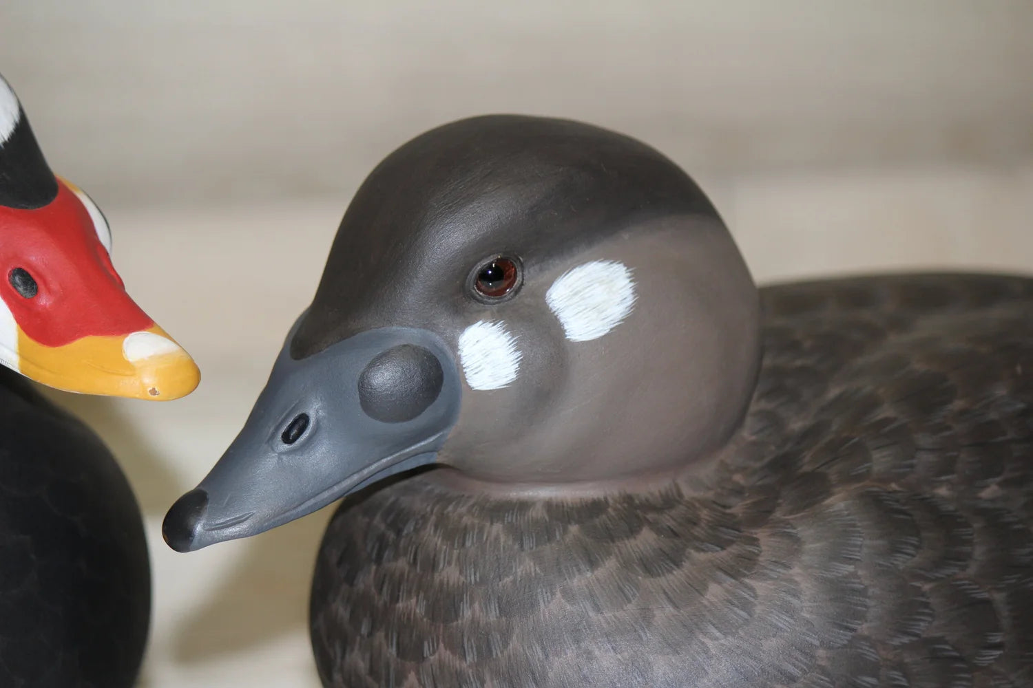 Surfs scoters