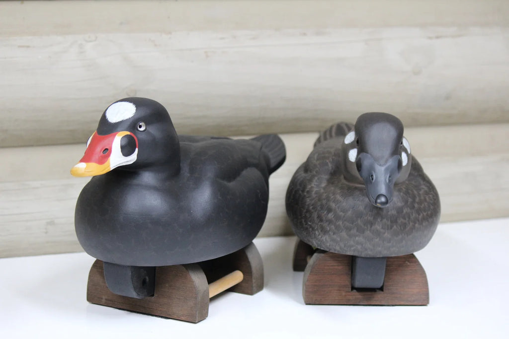 Surfs scoters