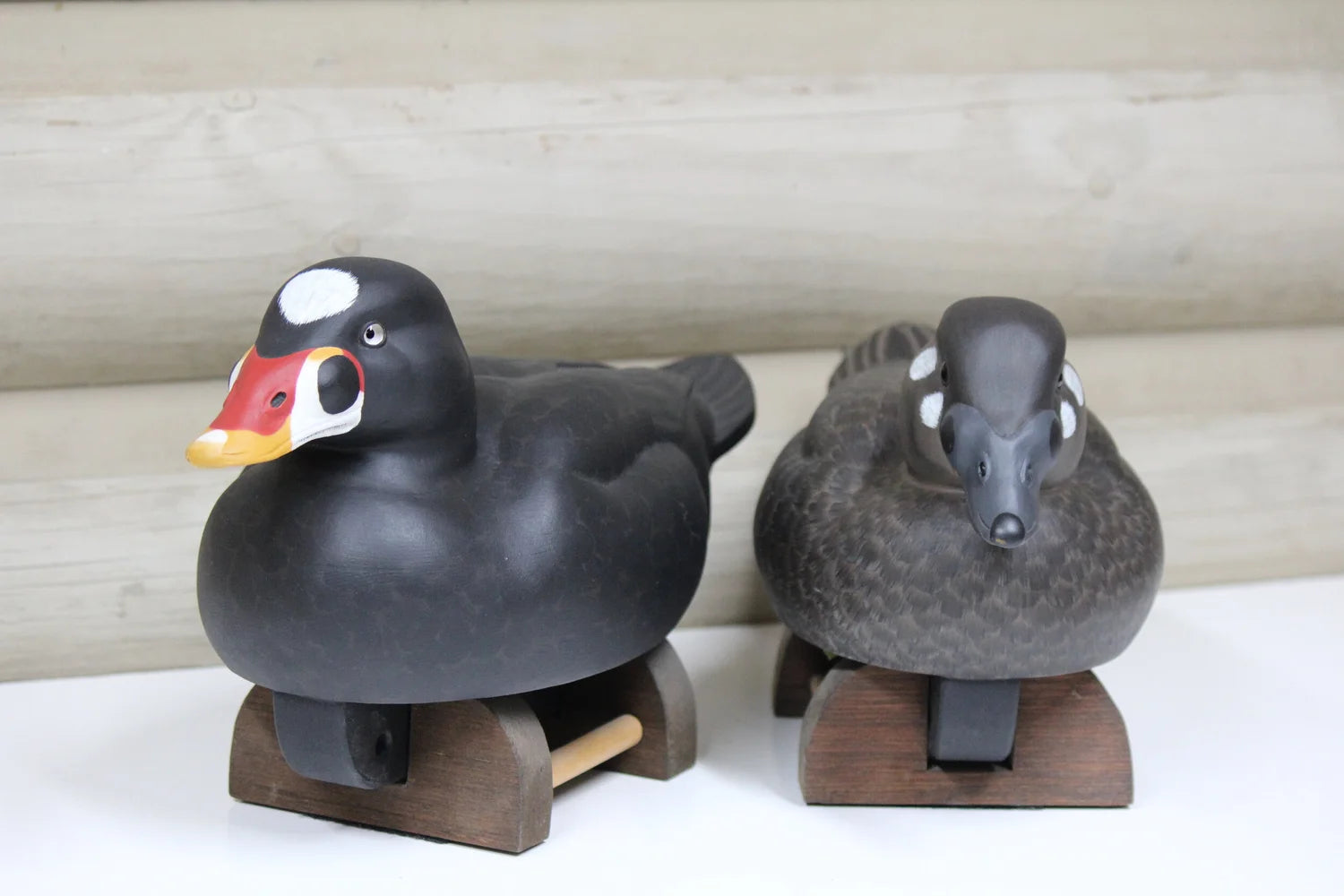 Surfs scoters