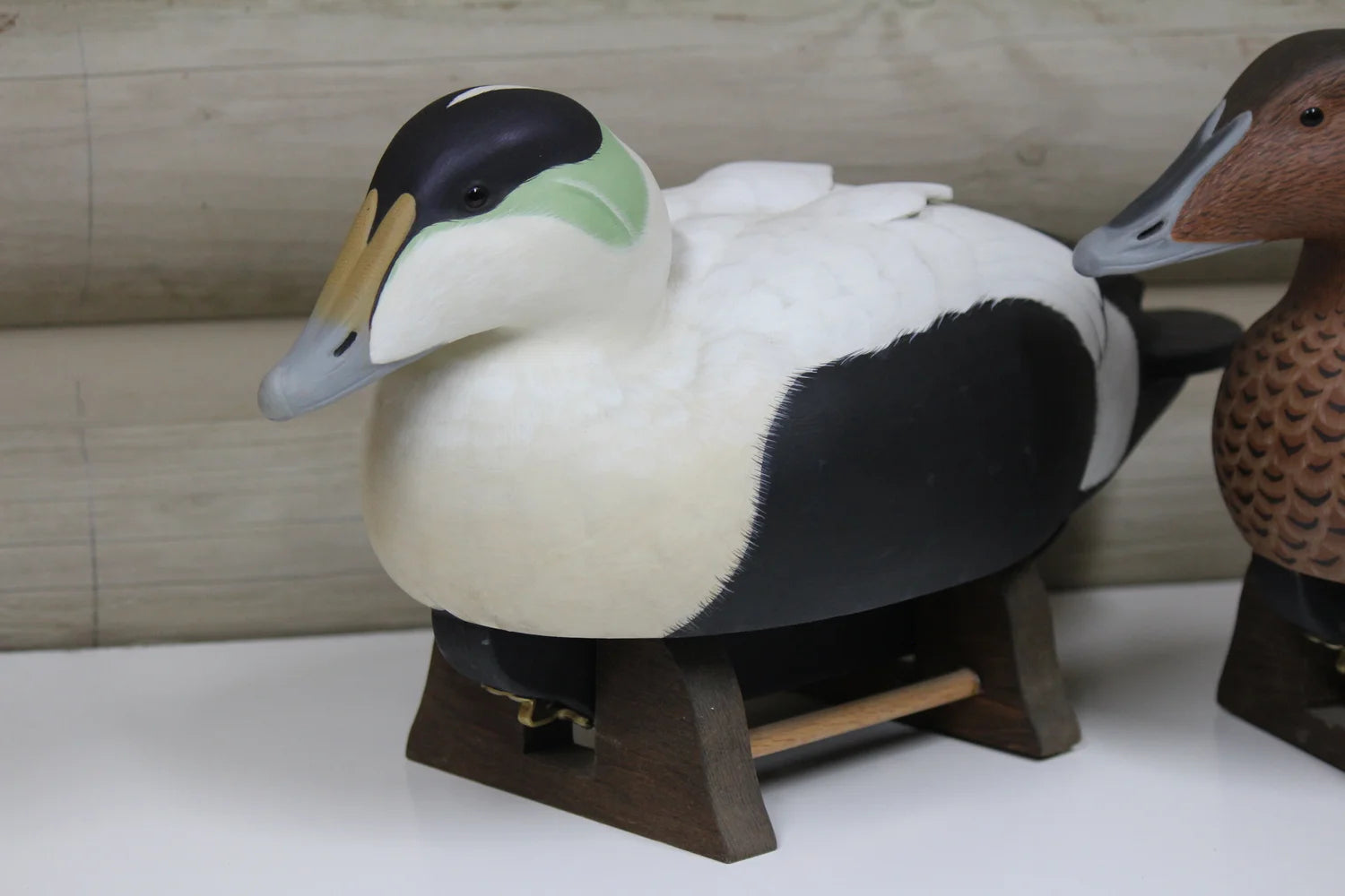 Common Eiders