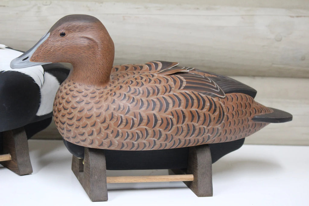 Common Eiders