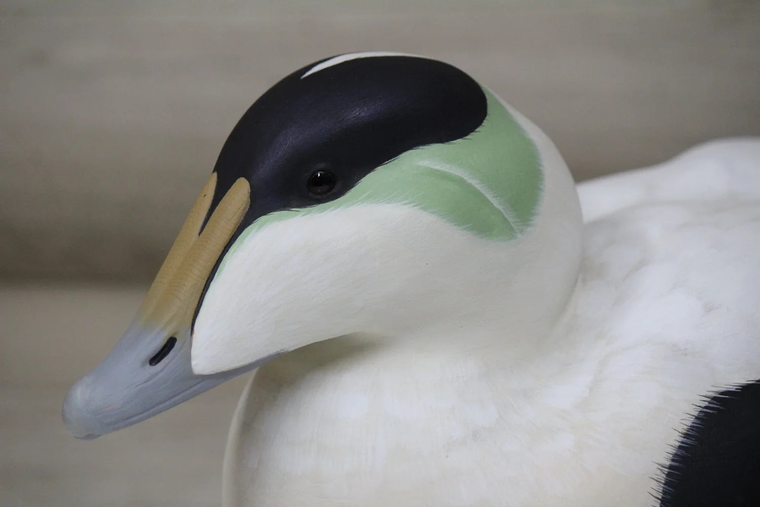 Common Eiders
