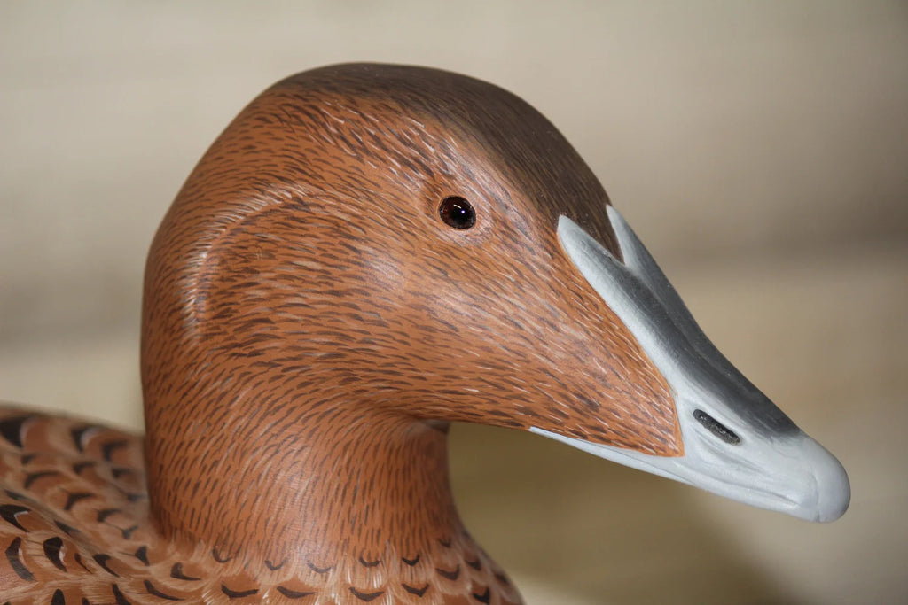 Common Eiders