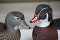 Wood Ducks