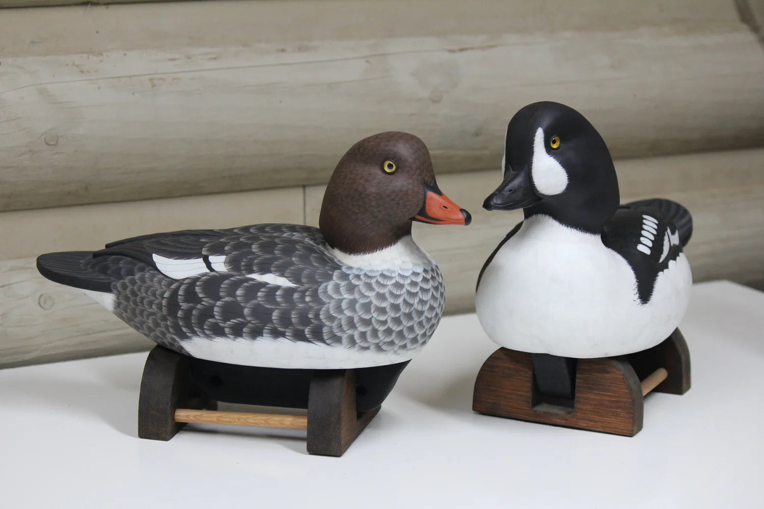 Barrow's goldeneyes