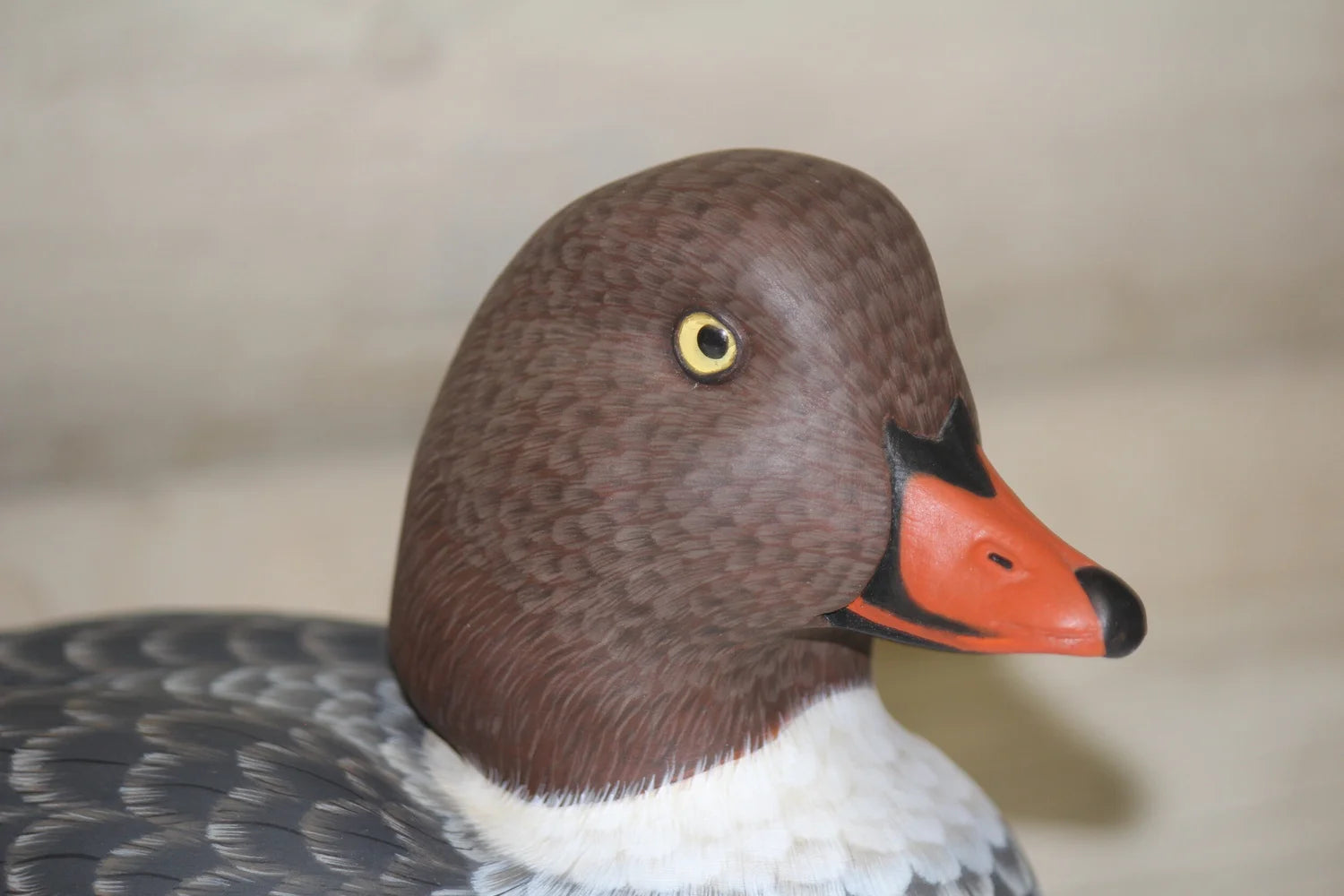 Barrow's goldeneyes