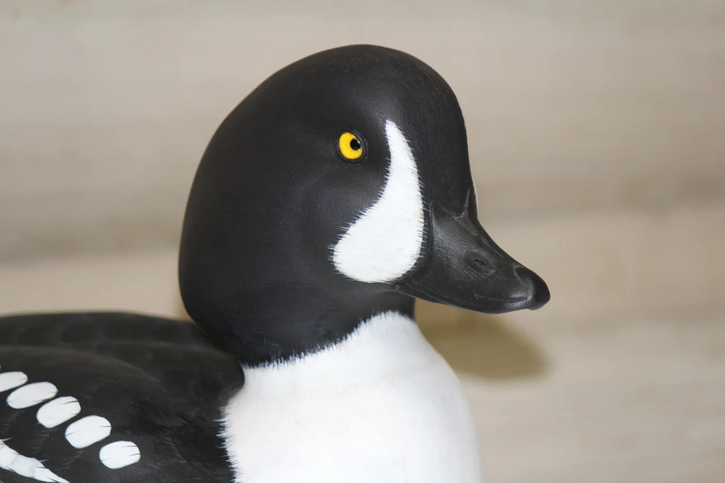 Barrow's goldeneyes