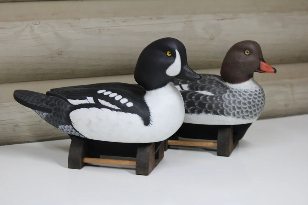 Barrow's goldeneyes