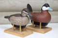 Ruddy Ducks