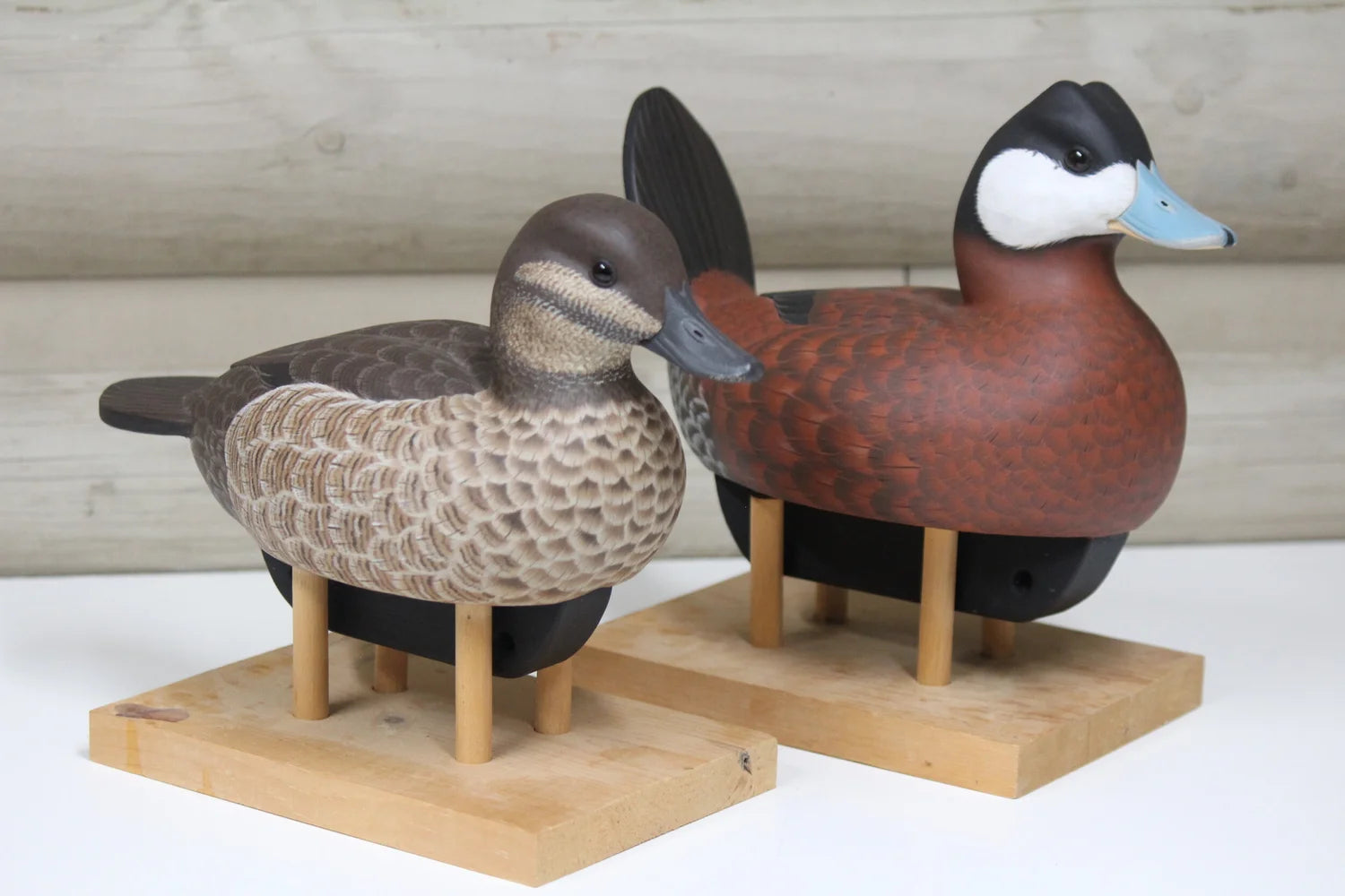 Ruddy Ducks