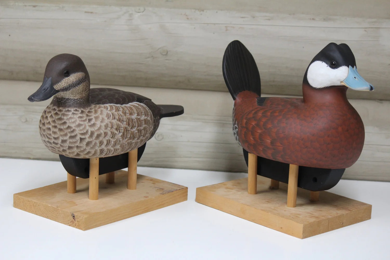 Ruddy Ducks