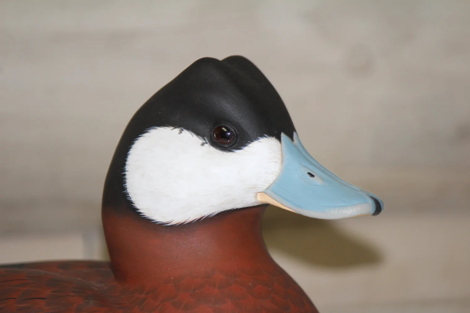Ruddy Ducks