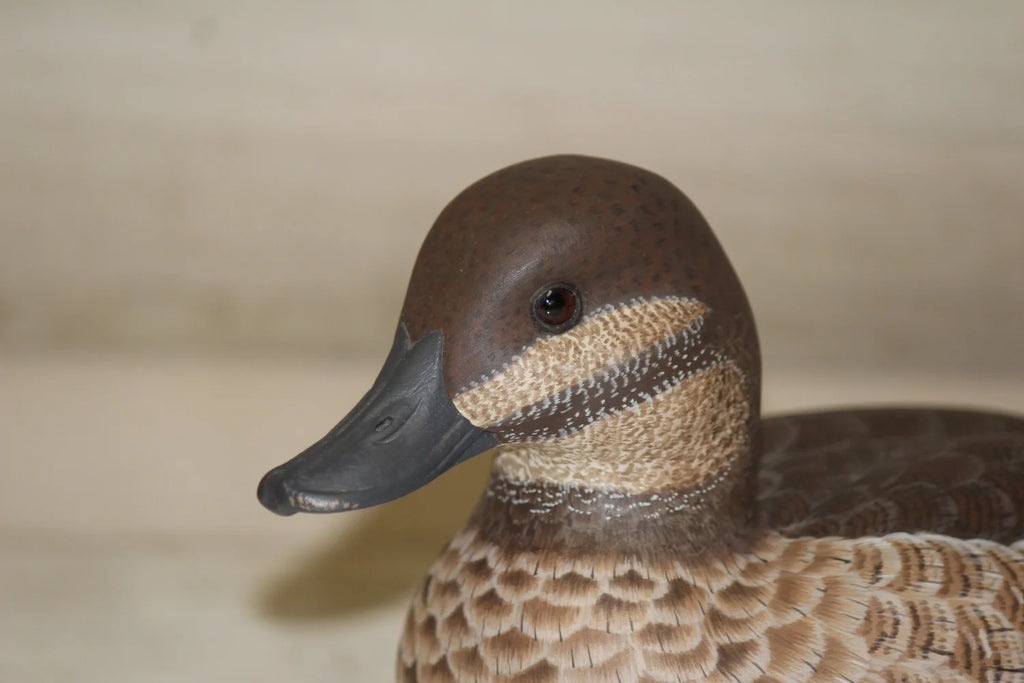 Ruddy Ducks