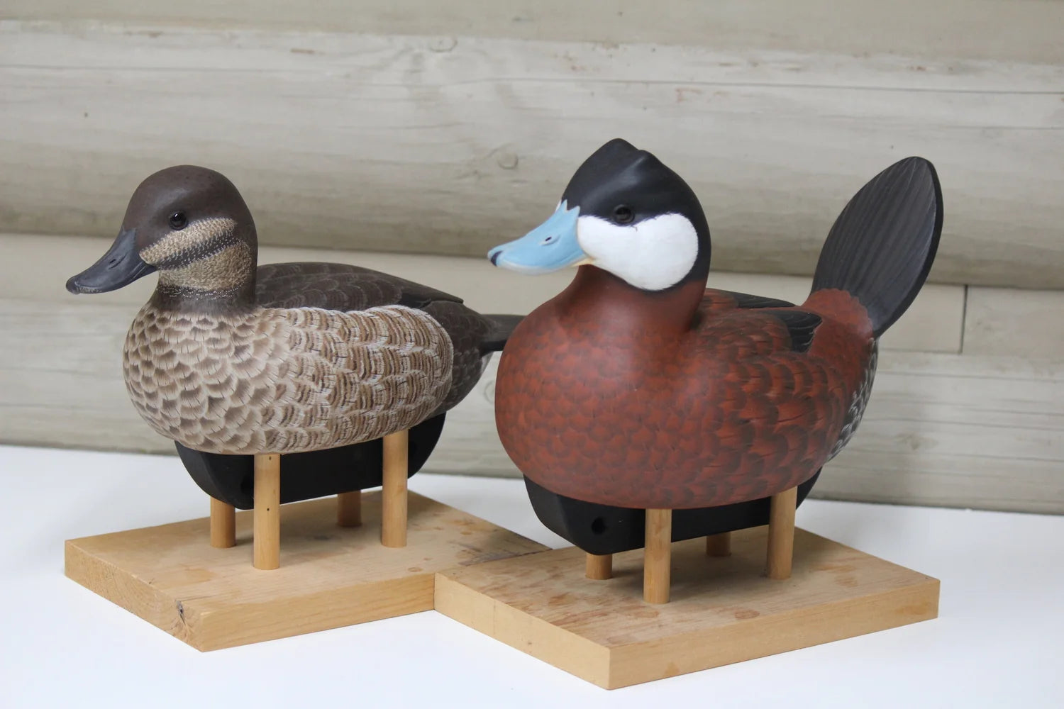 Ruddy Ducks