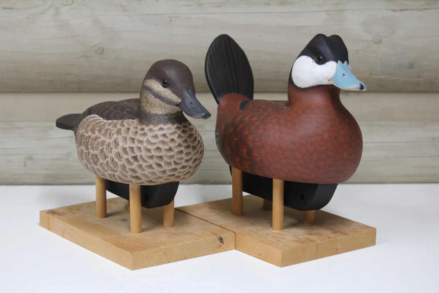 Ruddy Ducks