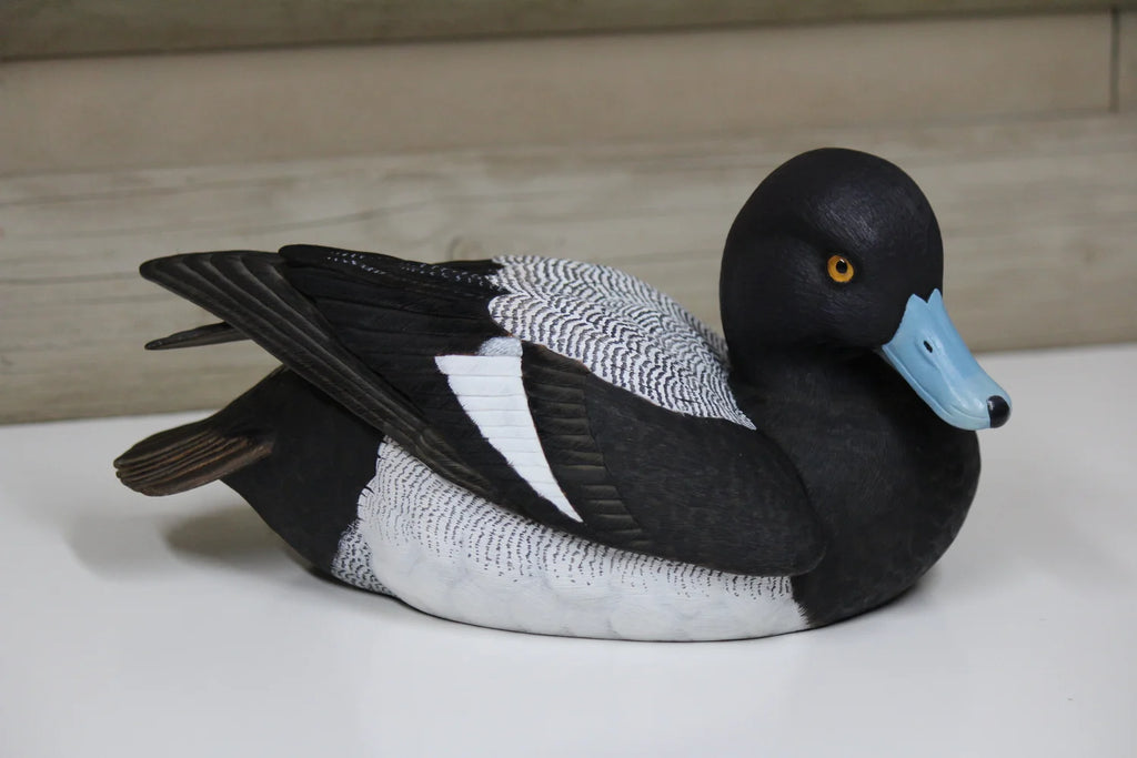 Lesser Scaup