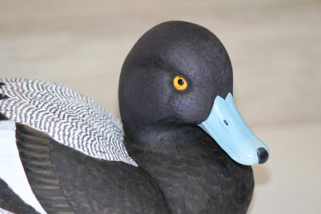 Lesser Scaup